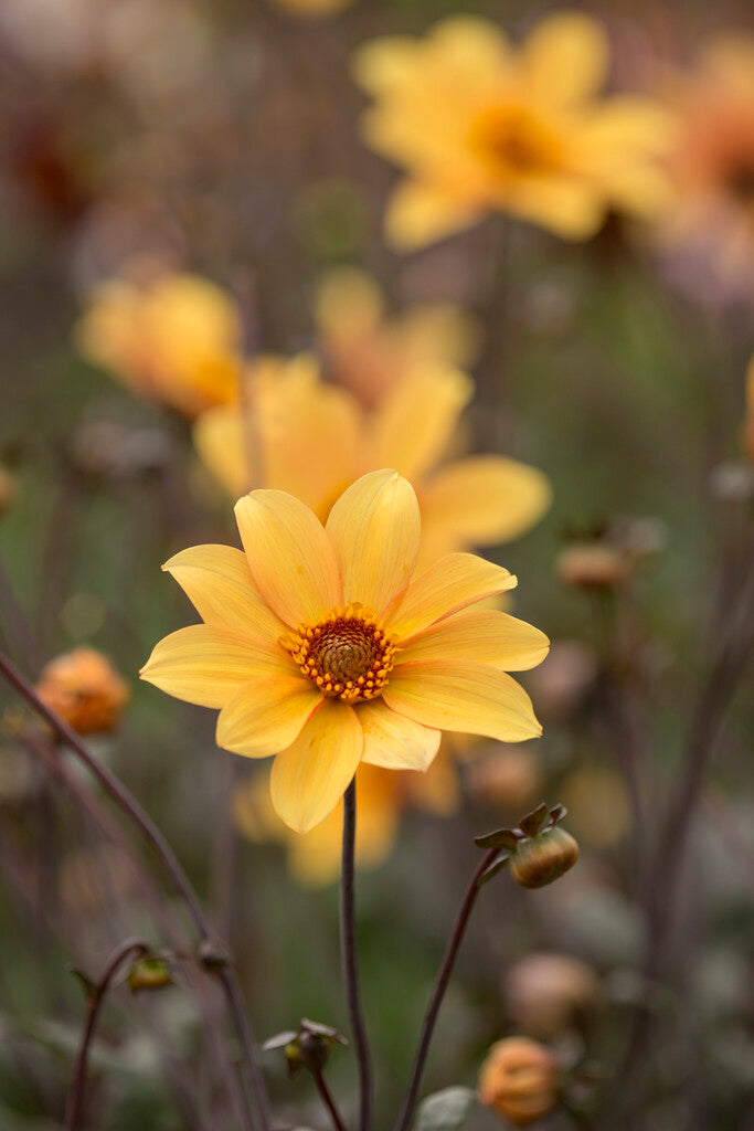 Dahlia Border Bishop of York 1-pakning